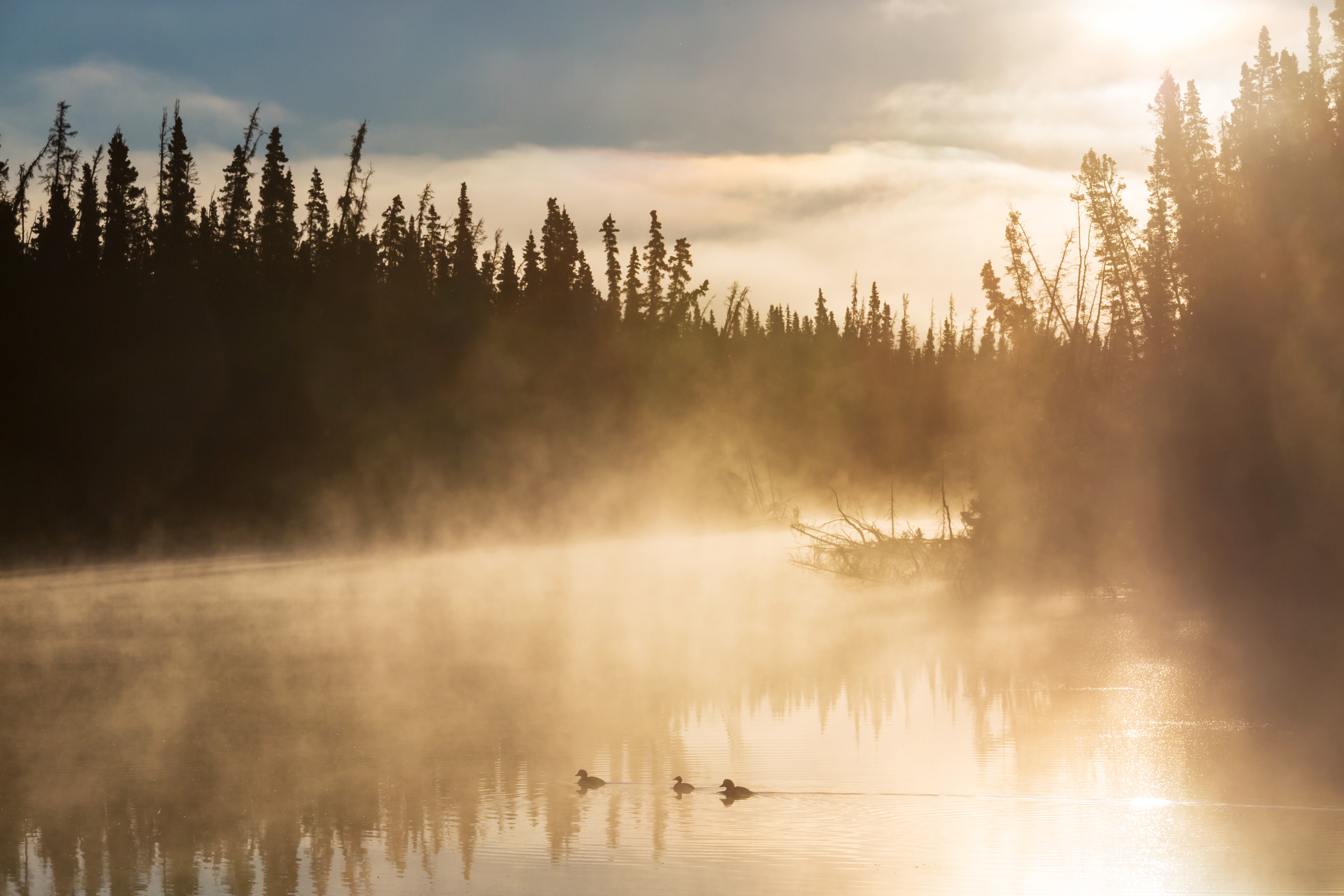 Benelli SBE3 waterfowl hunting lake at sunrise